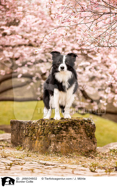 Border Collie / Border Collie / JAM-04602