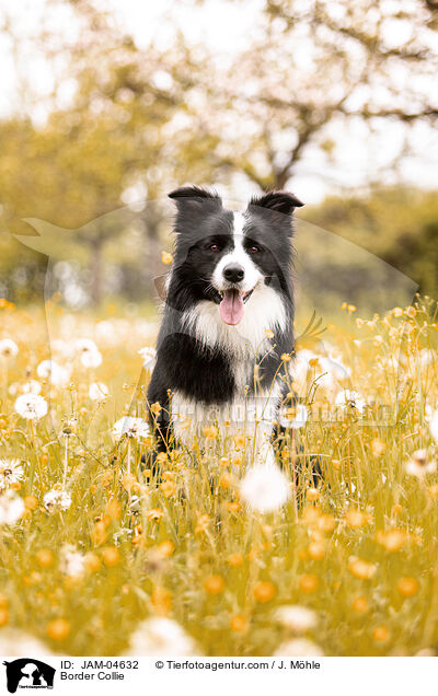 Border Collie / Border Collie / JAM-04632