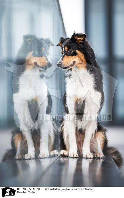 Border Collie / Border Collie / SGR-01670