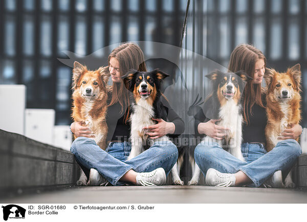 Border Collie / Border Collie / SGR-01680