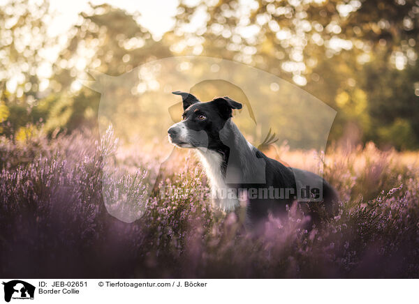 Border Collie / Border Collie / JEB-02651