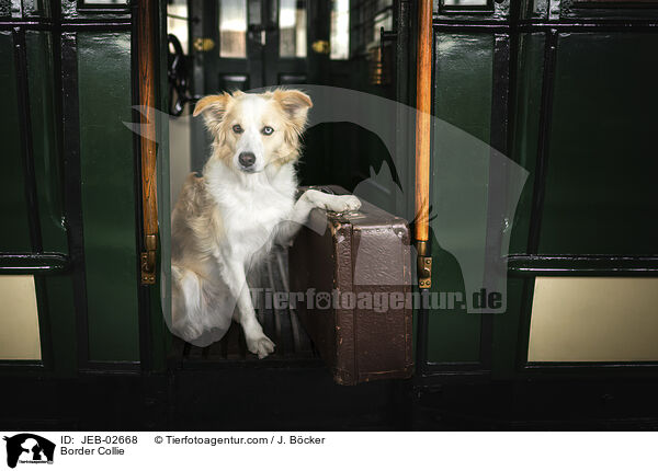 Border Collie / Border Collie / JEB-02668