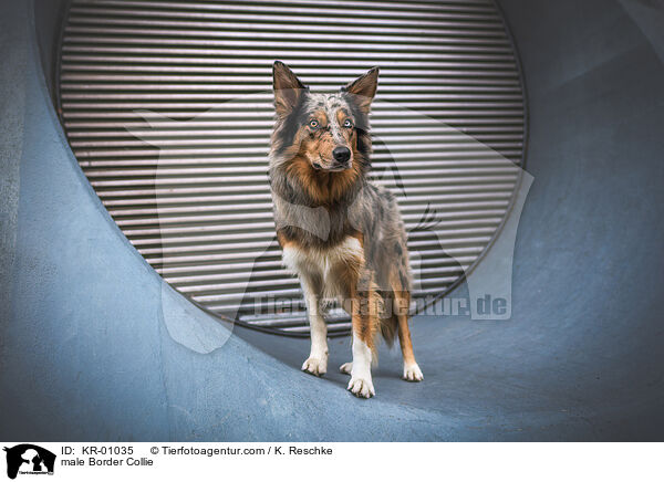 Border Collie Rde / male Border Collie / KR-01035