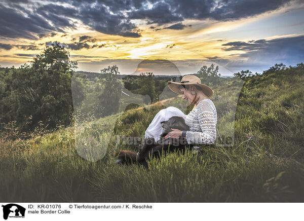 Border Collie R�de / male Border Collie / KR-01076