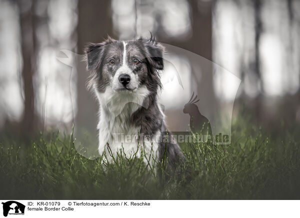 Border Collie Hndin / female Border Collie / KR-01079