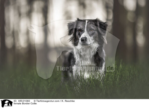 Border Collie Hndin / female Border Collie / KR-01080