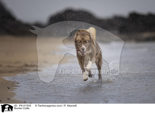 Border Collie / Border Collie / PK-01505