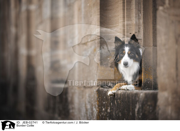 Border Collie / Border Collie / JEB-02741