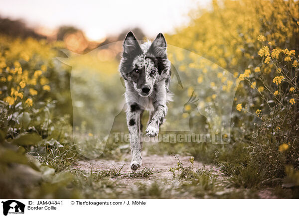 Border Collie / Border Collie / JAM-04841