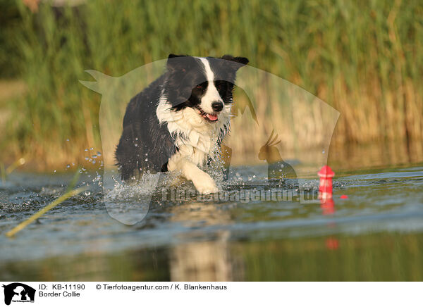 Border Collie / Border Collie / KB-11190