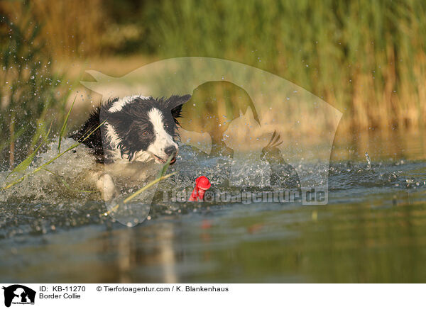 Border Collie / Border Collie / KB-11270