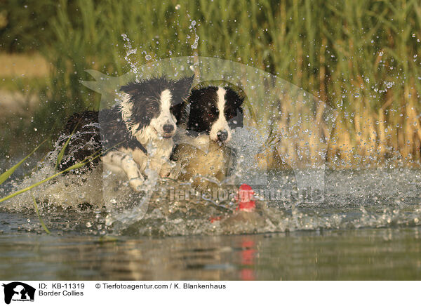 Border Collies / Border Collies / KB-11319