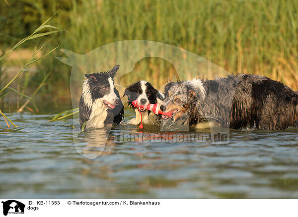 Hunde / dogs / KB-11353