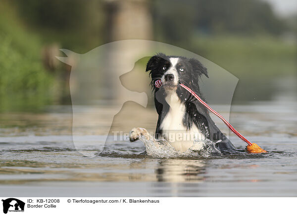 Border Collie / Border Collie / KB-12008