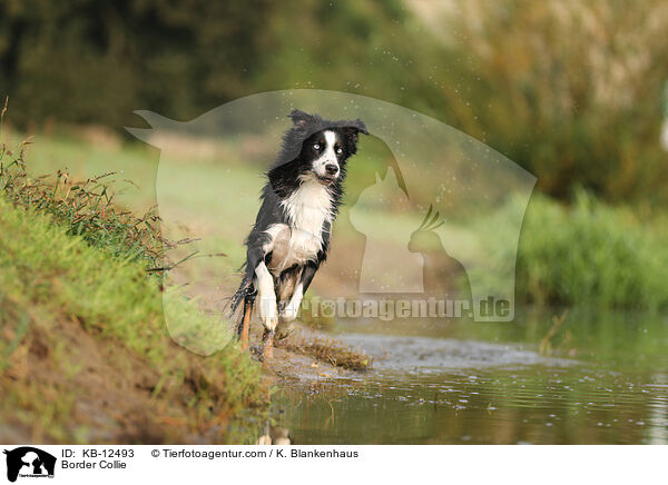 Border Collie / Border Collie / KB-12493
