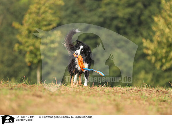 Border Collie / Border Collie / KB-12494