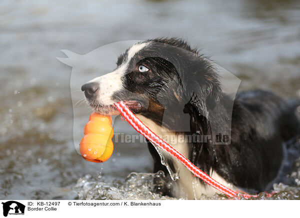 Border Collie / Border Collie / KB-12497