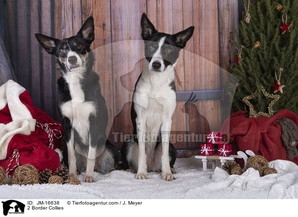 2 Border Collies / 2 Border Collies / JM-16638