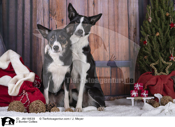 2 Border Collies / JM-16639