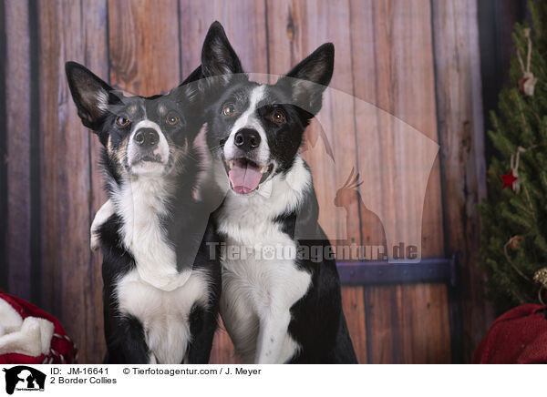 2 Border Collies / 2 Border Collies / JM-16641