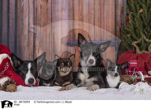 dogs / JM-16654