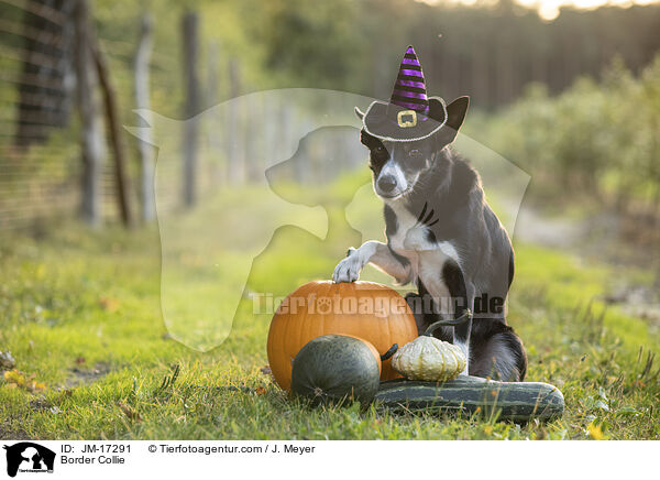 Border Collie / Border Collie / JM-17291