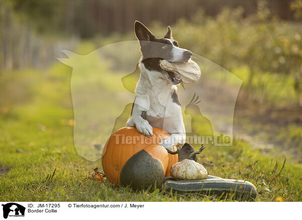 Border Collie / Border Collie / JM-17295