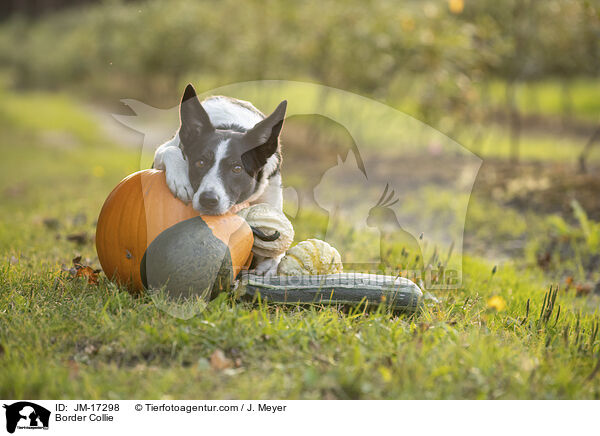 Border Collie / Border Collie / JM-17298