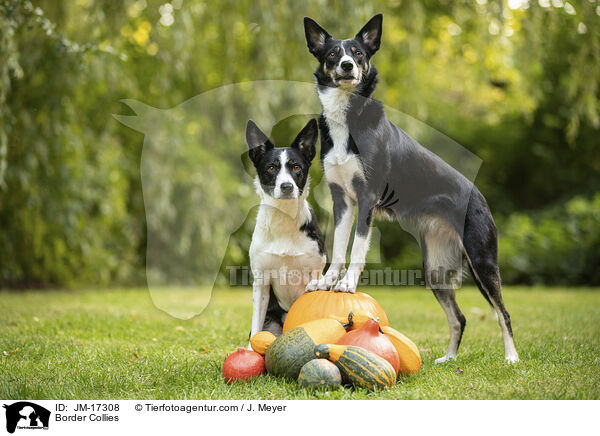 Border Collies / Border Collies / JM-17308