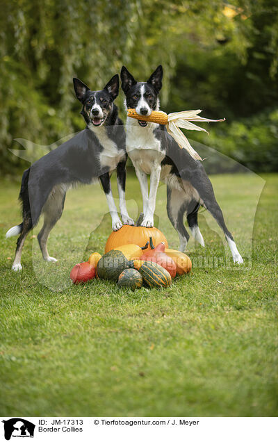 Border Collies / Border Collies / JM-17313