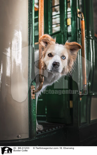 Border Collie / Border Collie / BE-01203