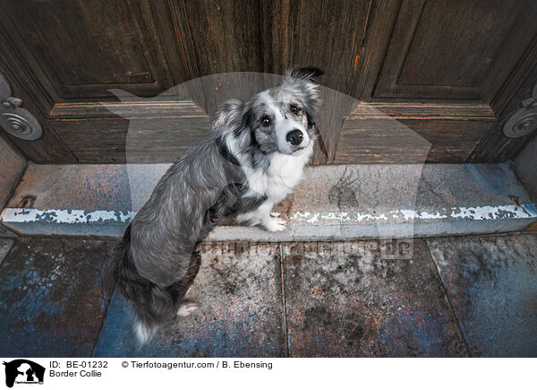 Border Collie / Border Collie / BE-01232