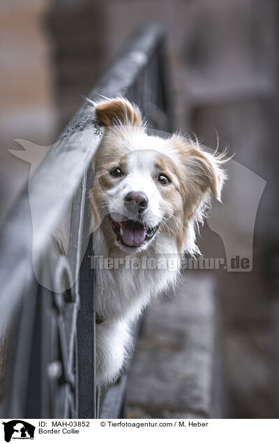 Border Collie / Border Collie / MAH-03852