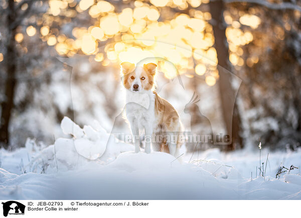 Border Collie im Winter / Border Collie in winter / JEB-02793