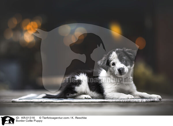 Border Collie Welpe / Border Collie Puppy / KR-01316
