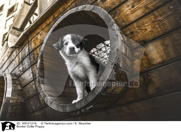 Border Collie Welpe / Border Collie Puppy / KR-01318