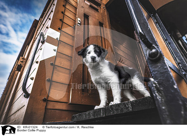 Border Collie Welpe / Border Collie Puppy / KR-01324