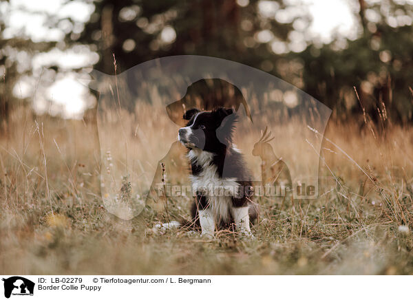 Border Collie Welpe / Border Collie Puppy / LB-02279