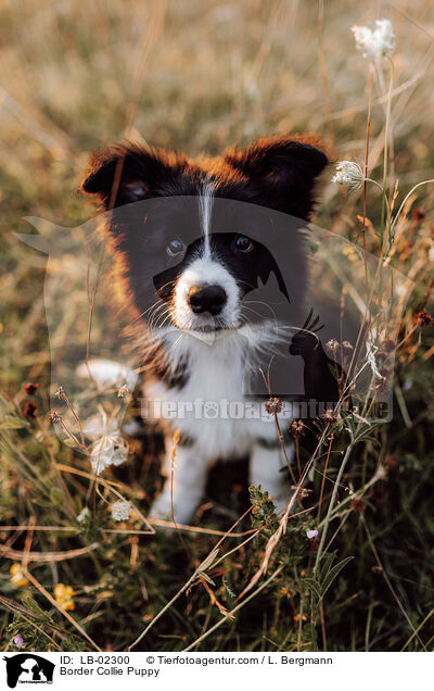 Border Collie Welpe / Border Collie Puppy / LB-02300