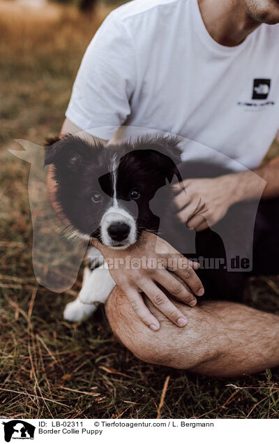 Border Collie Puppy / LB-02311