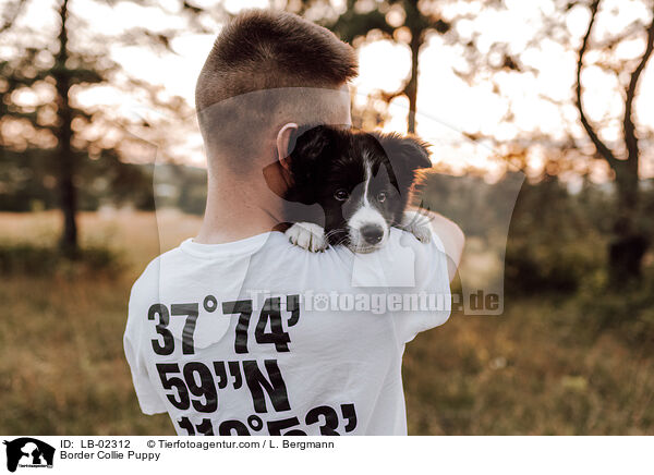 Border Collie Puppy / LB-02312