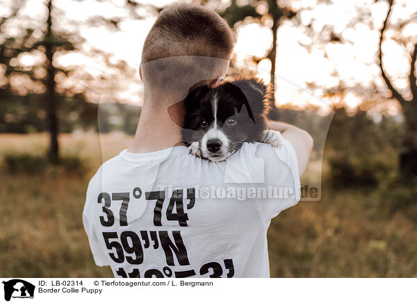 Border Collie Welpe / Border Collie Puppy / LB-02314