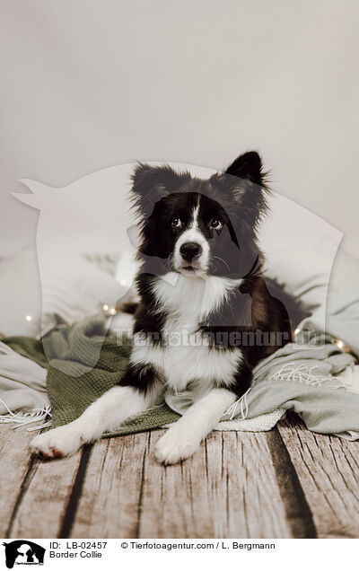 Border Collie / Border Collie / LB-02457