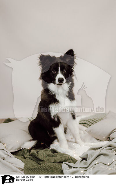 Border Collie / Border Collie / LB-02459