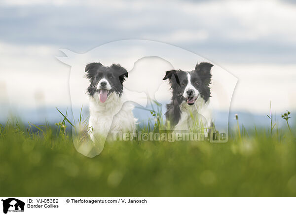 Border Collies / Border Collies / VJ-05382