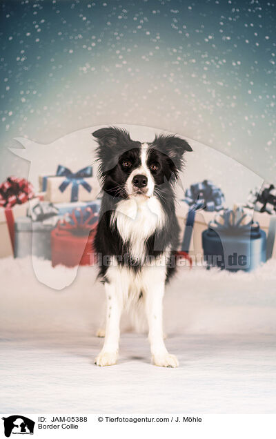 Border Collie / Border Collie / JAM-05388