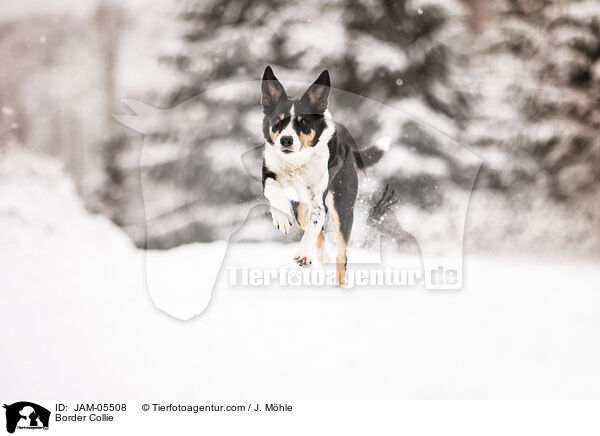 Border Collie / Border Collie / JAM-05508