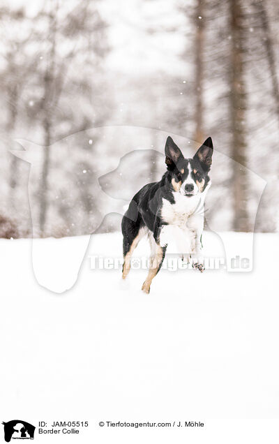 Border Collie / Border Collie / JAM-05515