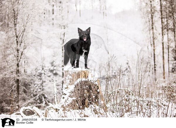 Border Collie / Border Collie / JAM-05538