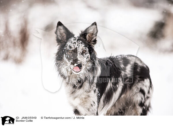 Border Collie / Border Collie / JAM-05549